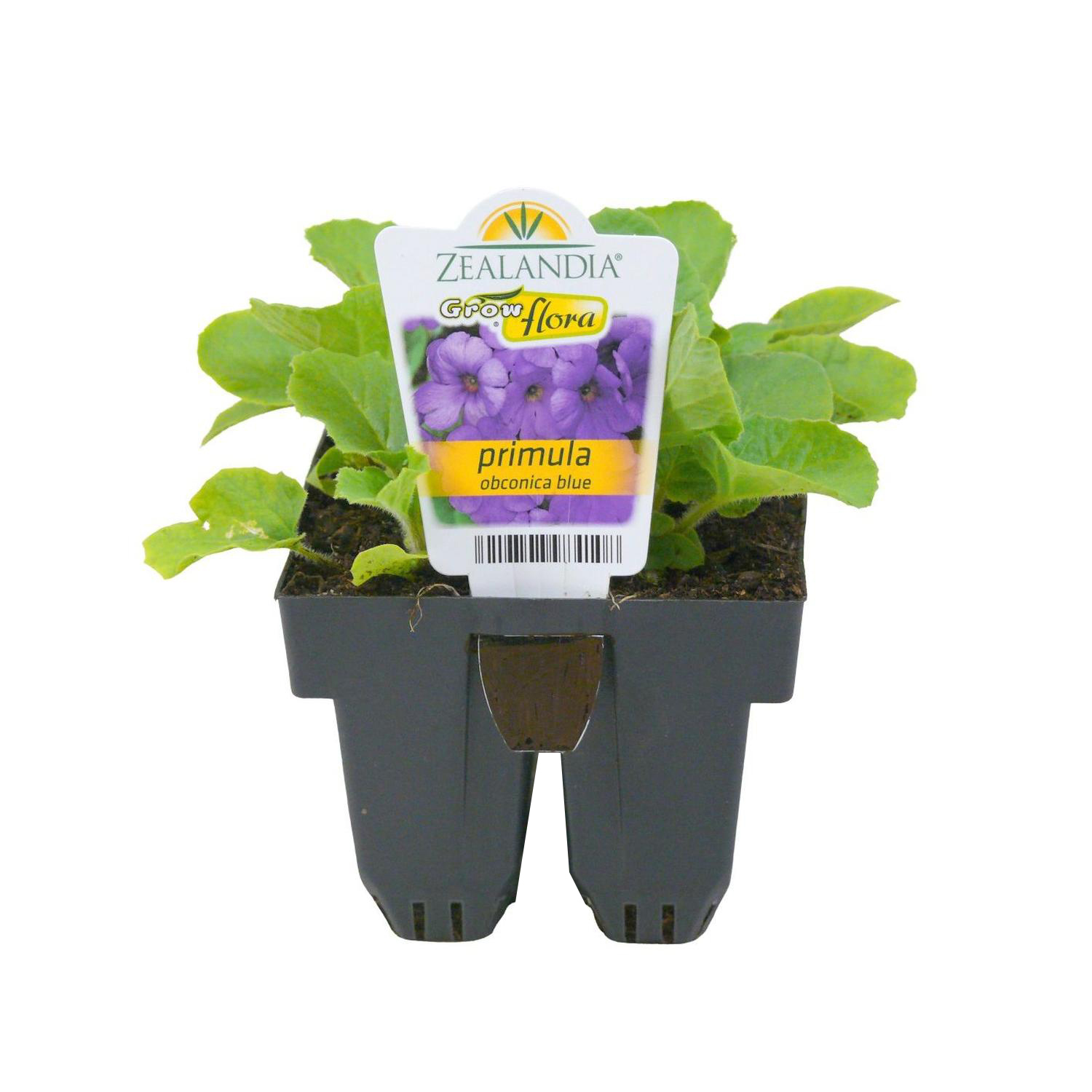Primula Obconica