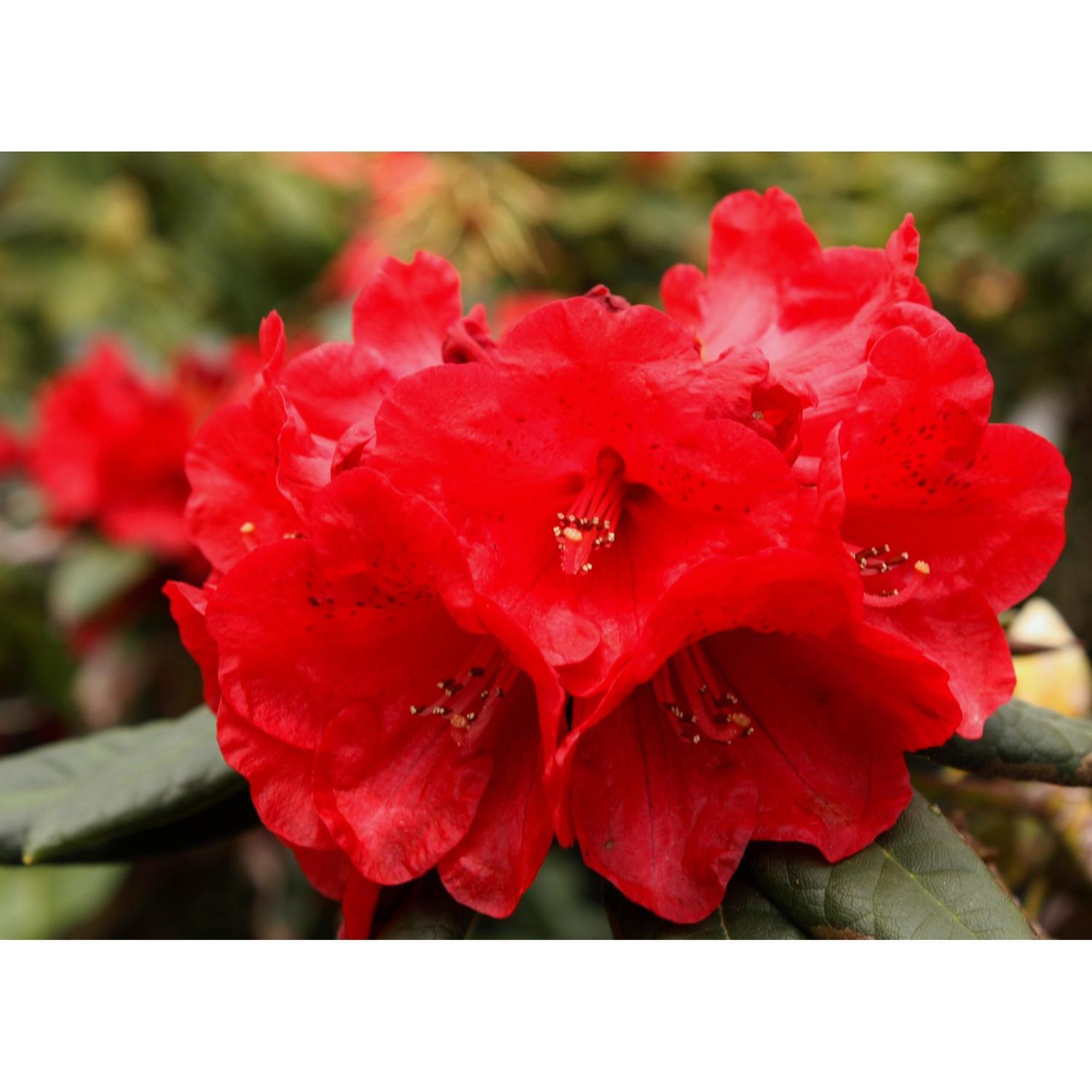 Rhododendron Rubicon