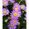 Brachyscome Amethyst