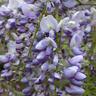 Wisteria Lavender Lace
