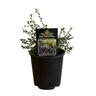 Ceanothus Blue Carpet 15cm