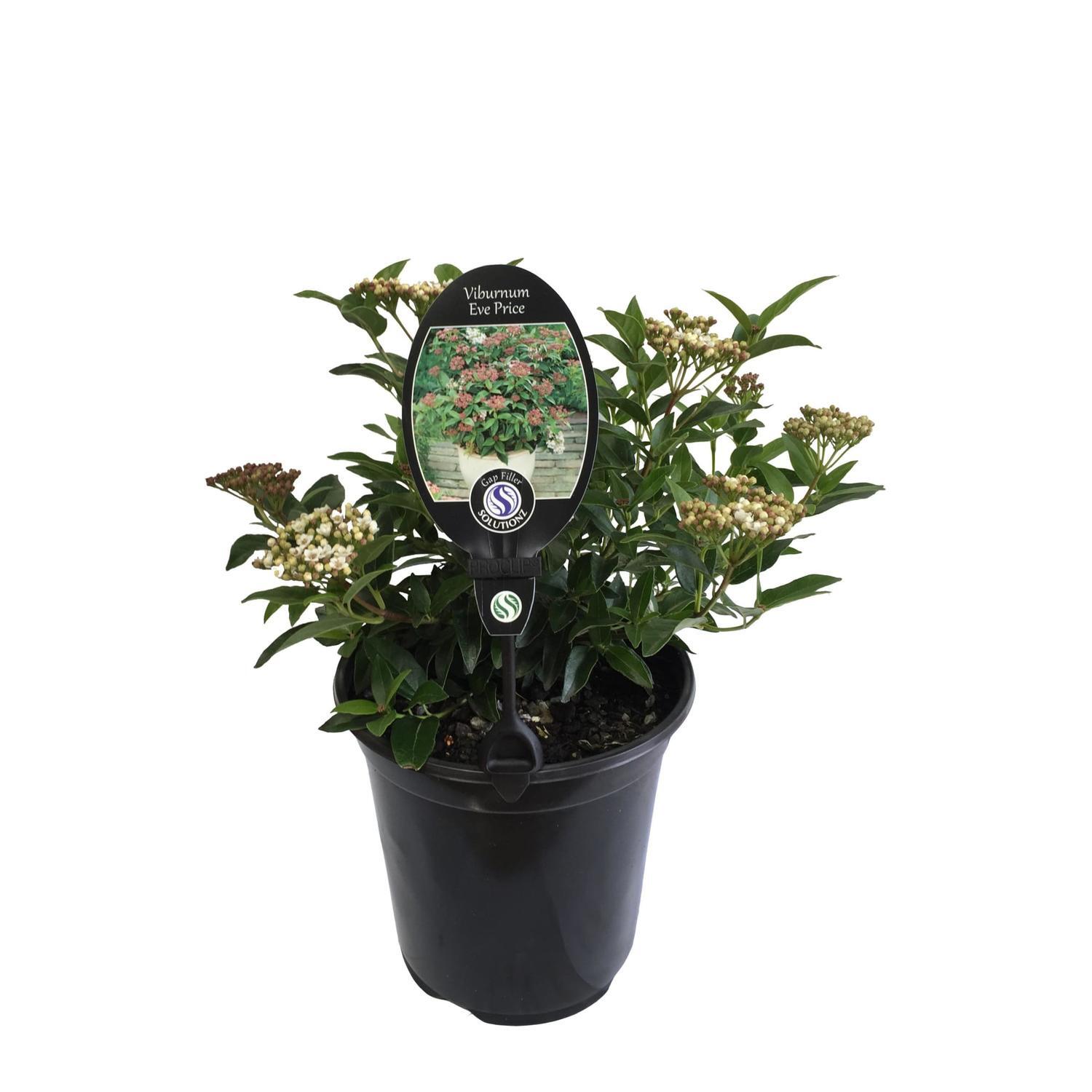 Viburnum Eve Price
