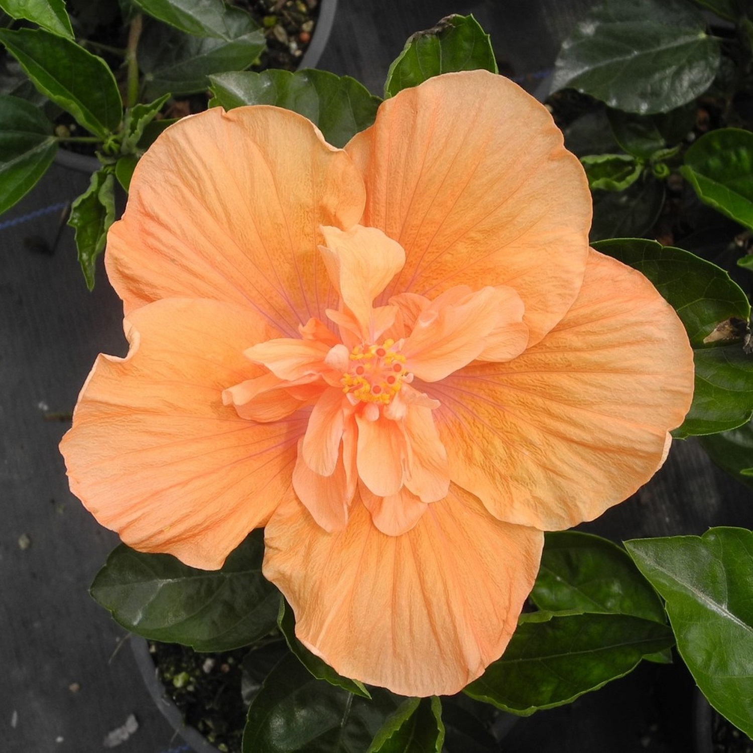 Hibiscus Crown of Warringah