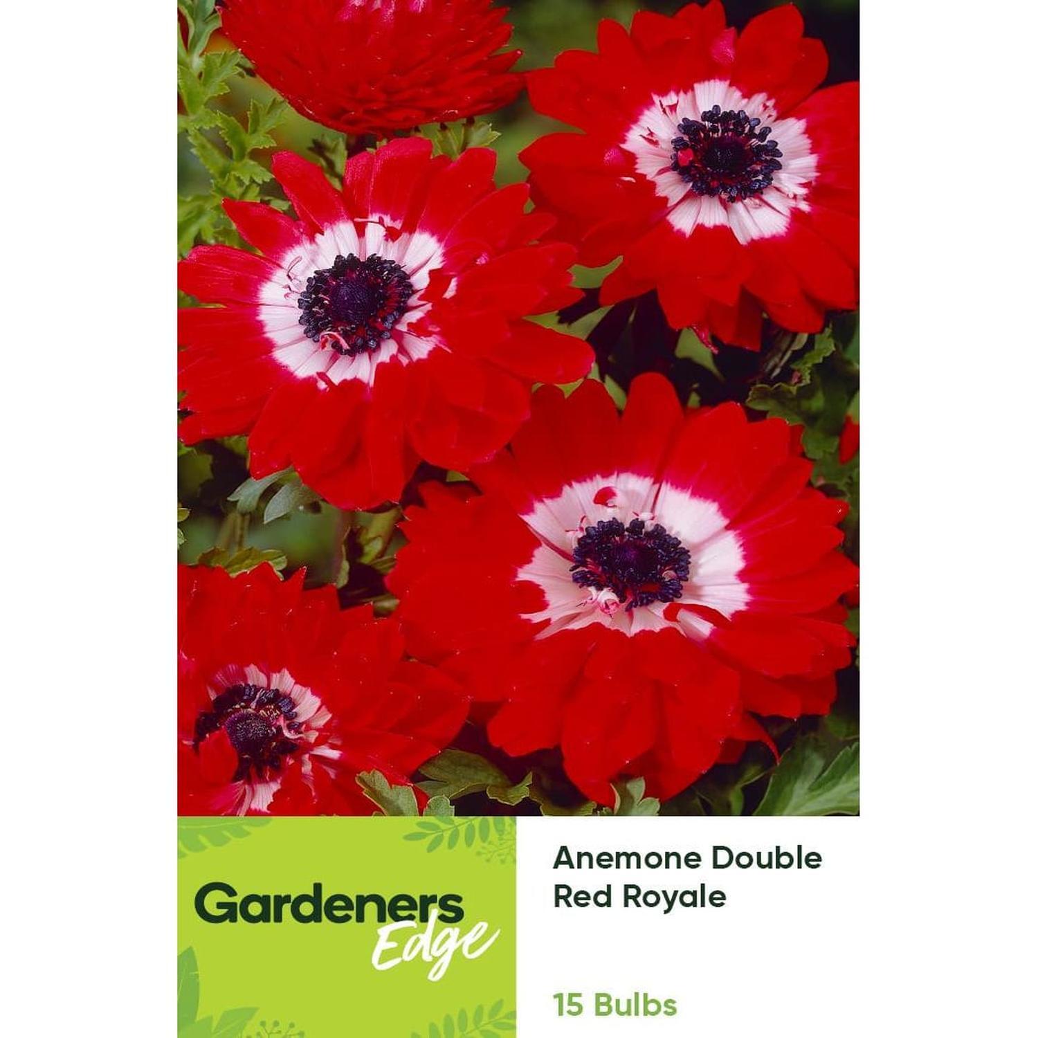 Anemone Double Red Red Royale 15 pack