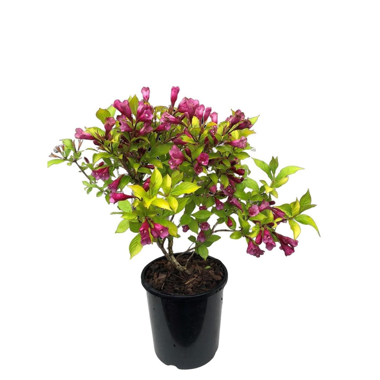 Weigela Golden Dragon