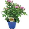 Chrysanthemum Garden Mums