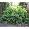 Viburnum Dense Fence