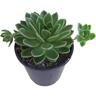 Echeveria Green Waterlily