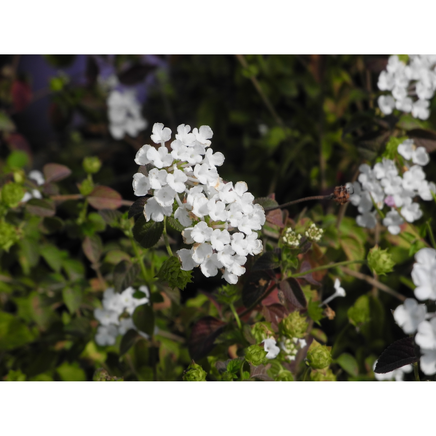 Lantana White Lightning