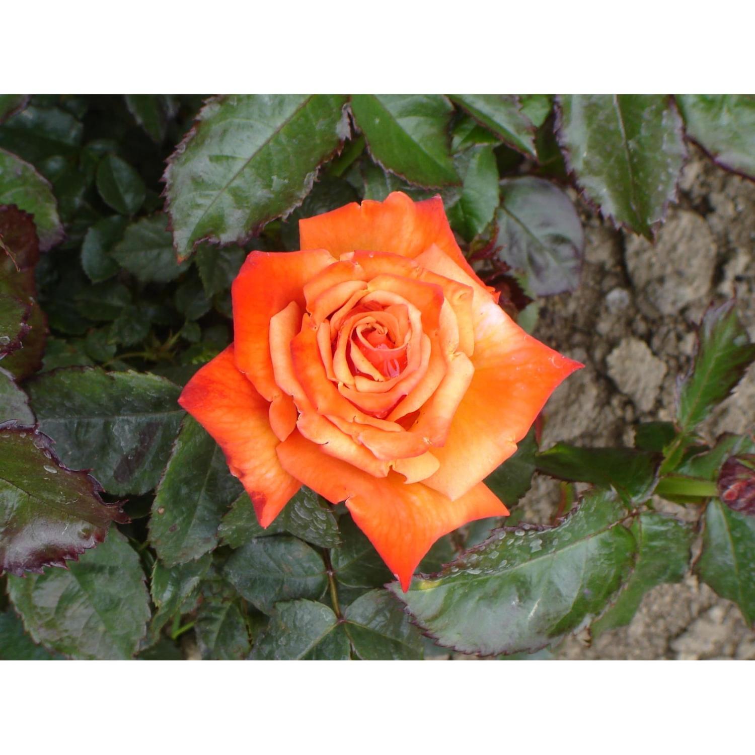 Rose Bush Remember Me