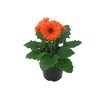 Gerbera