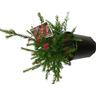 Grevillea Nancy Otzen