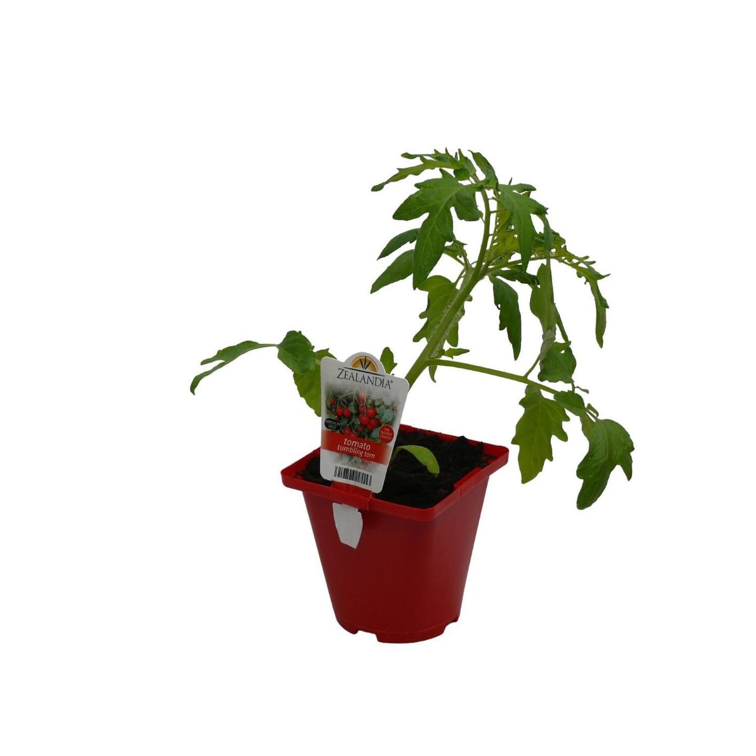 Tomato Tumbling Tom