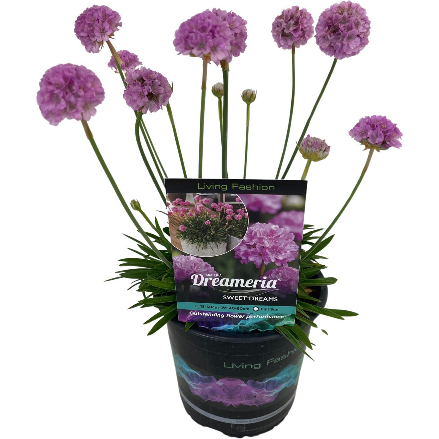 Armeria Sweet Dreams