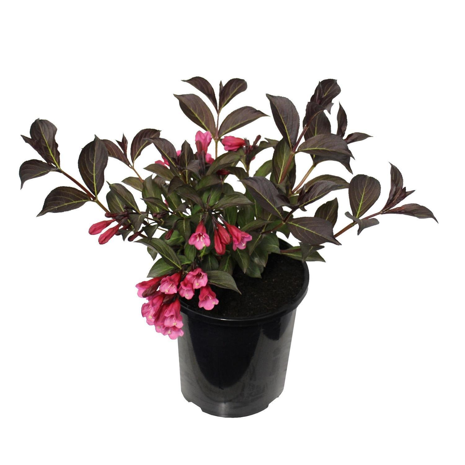 Weigela Wine & Roses