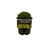 Hebe Emerald Gem 1.9 litre Green