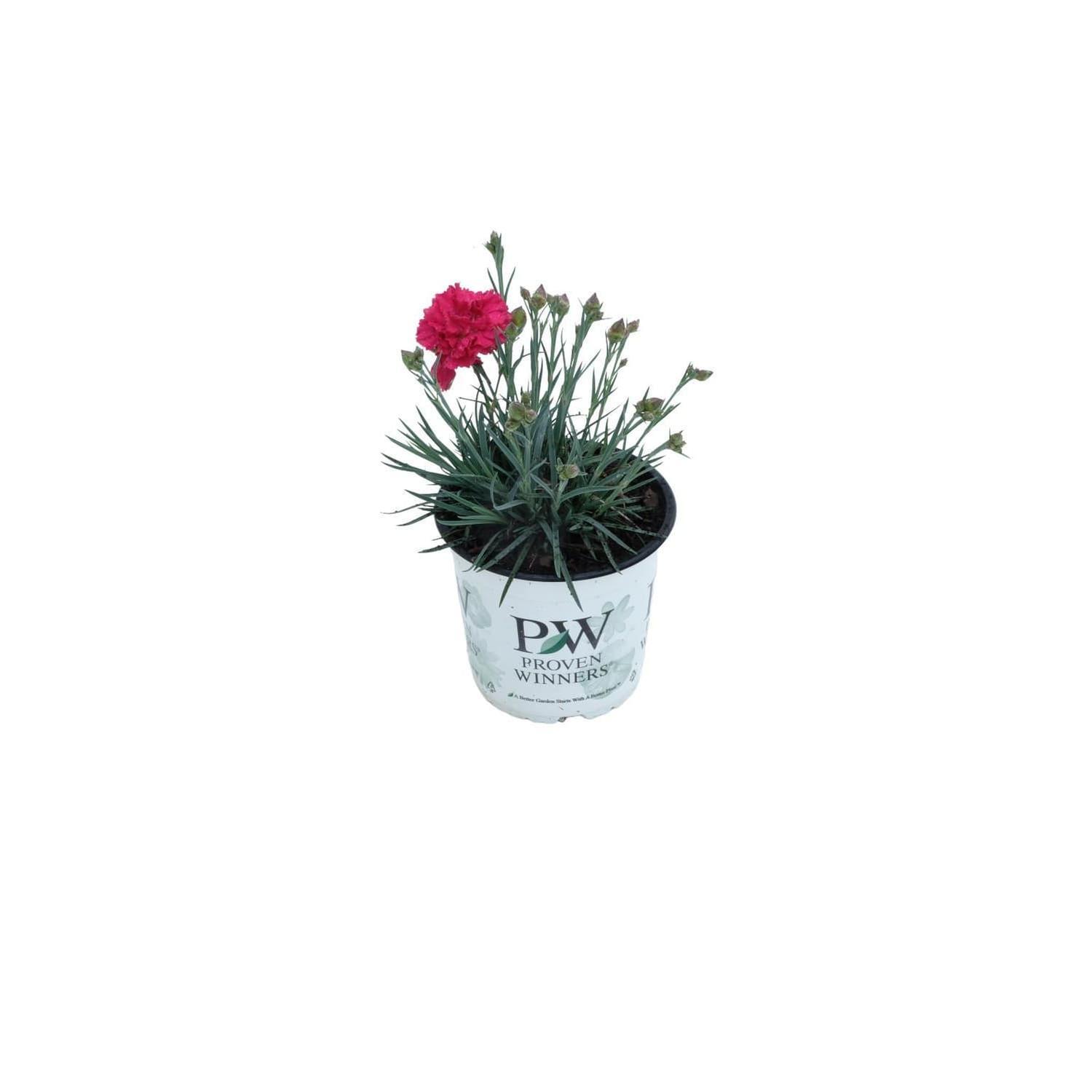 Dianthus Cranberry Cocktail