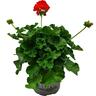 Pelargonium Summer Idols