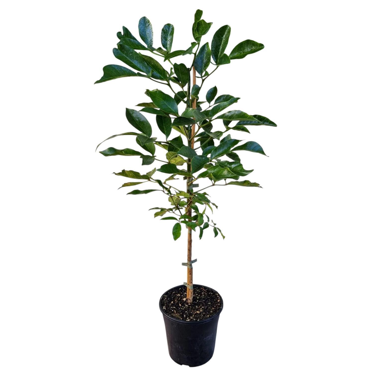 Tecomanthe Speciosa  4L