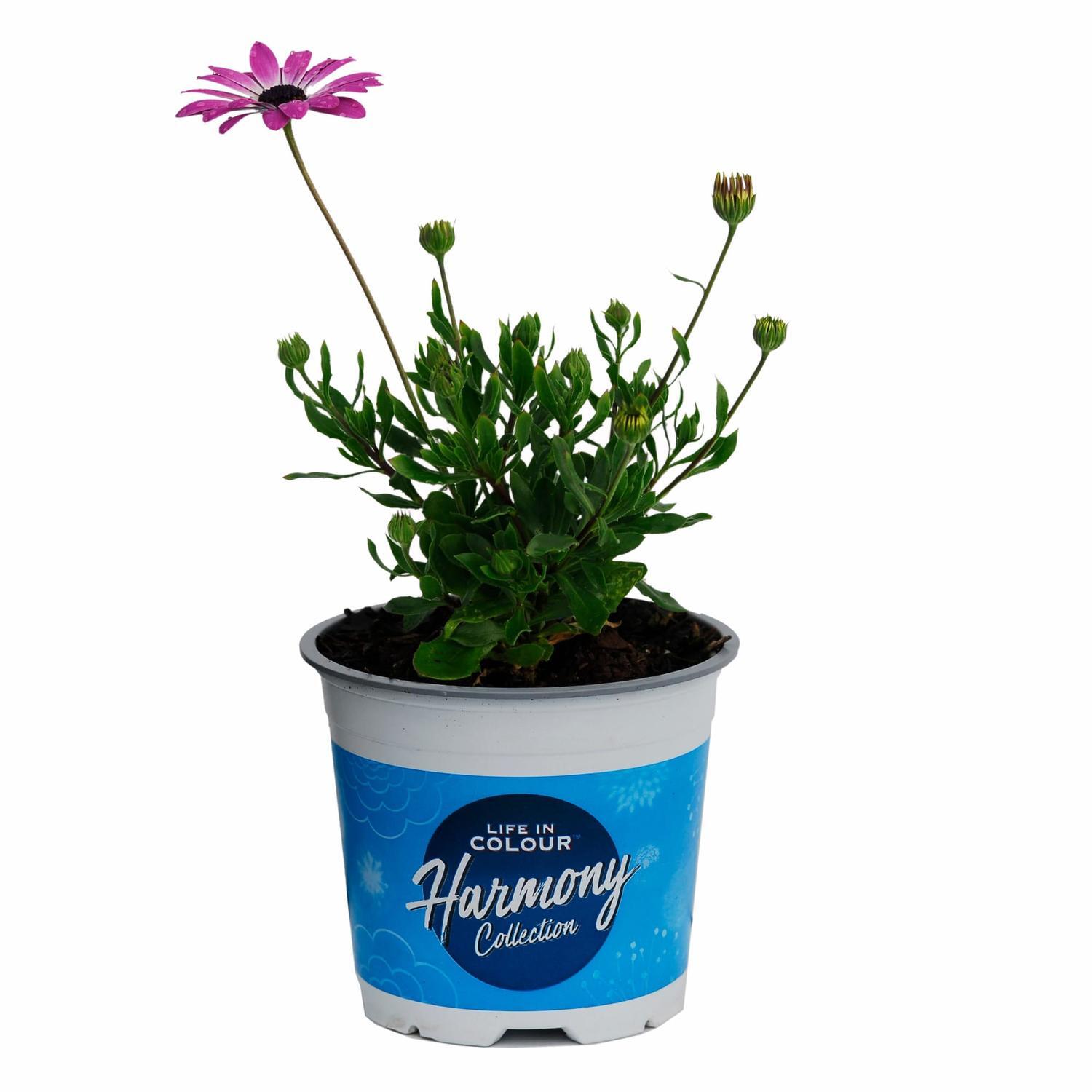 Osteospermum Margarita Nano