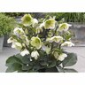 Helleborus Molly's White