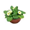 Flowering Primrose Bowls