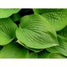 Hosta Assorted Elite Variety