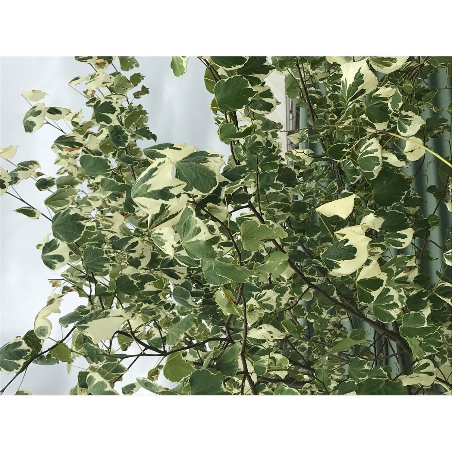 Cercis can. Silver Lining