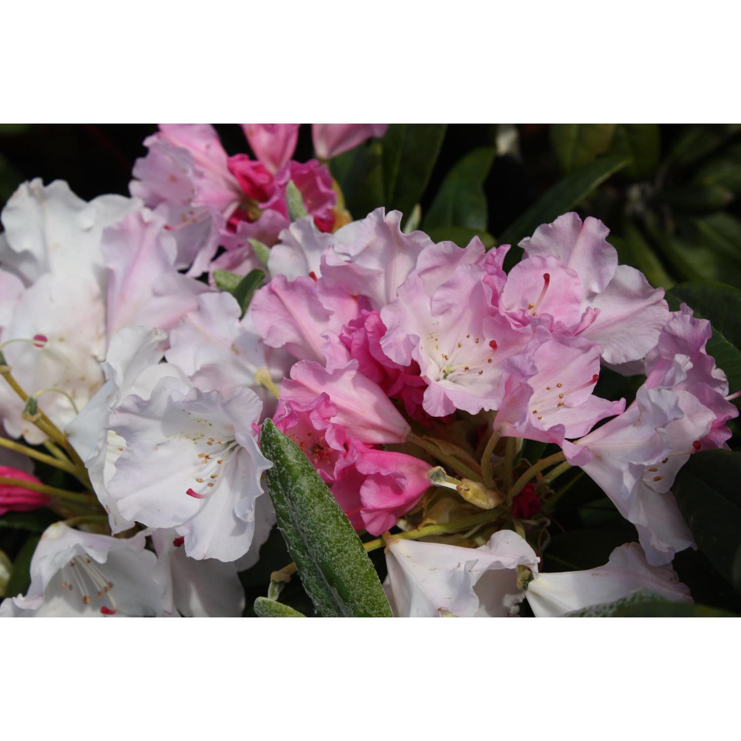 Rhododendron Crete