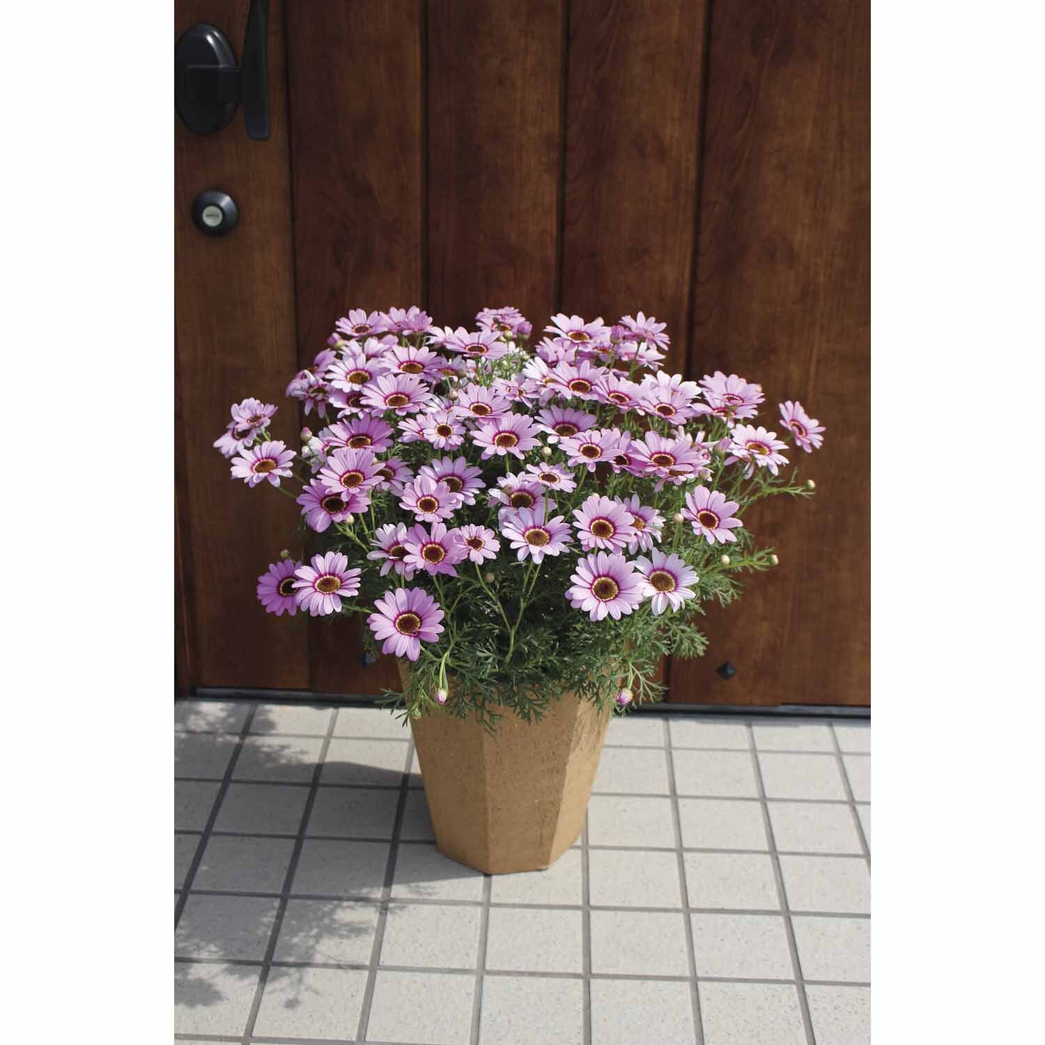 Grandessa Argyranthemum