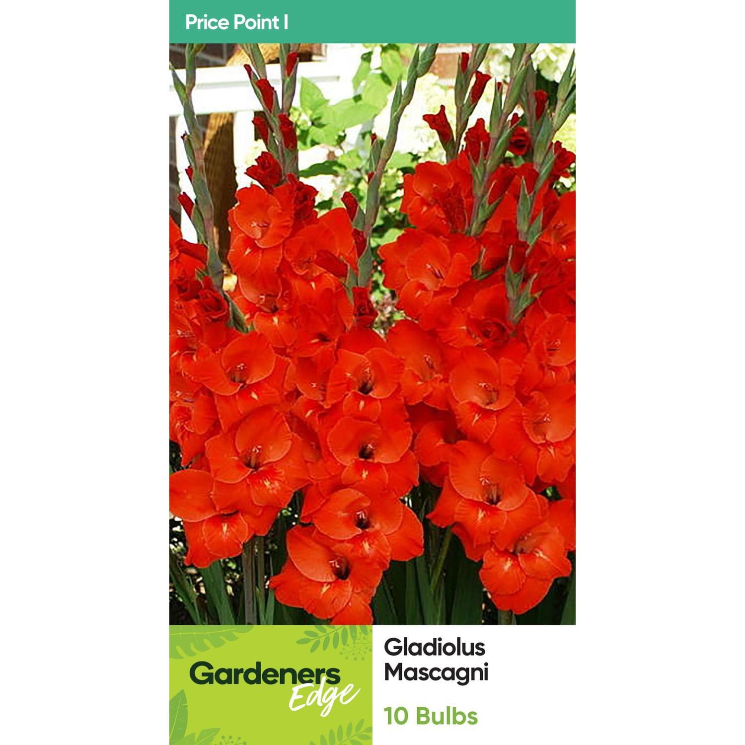 Gladioli Masacagni 10 Pack