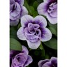 Calibrachoa Lavtastic