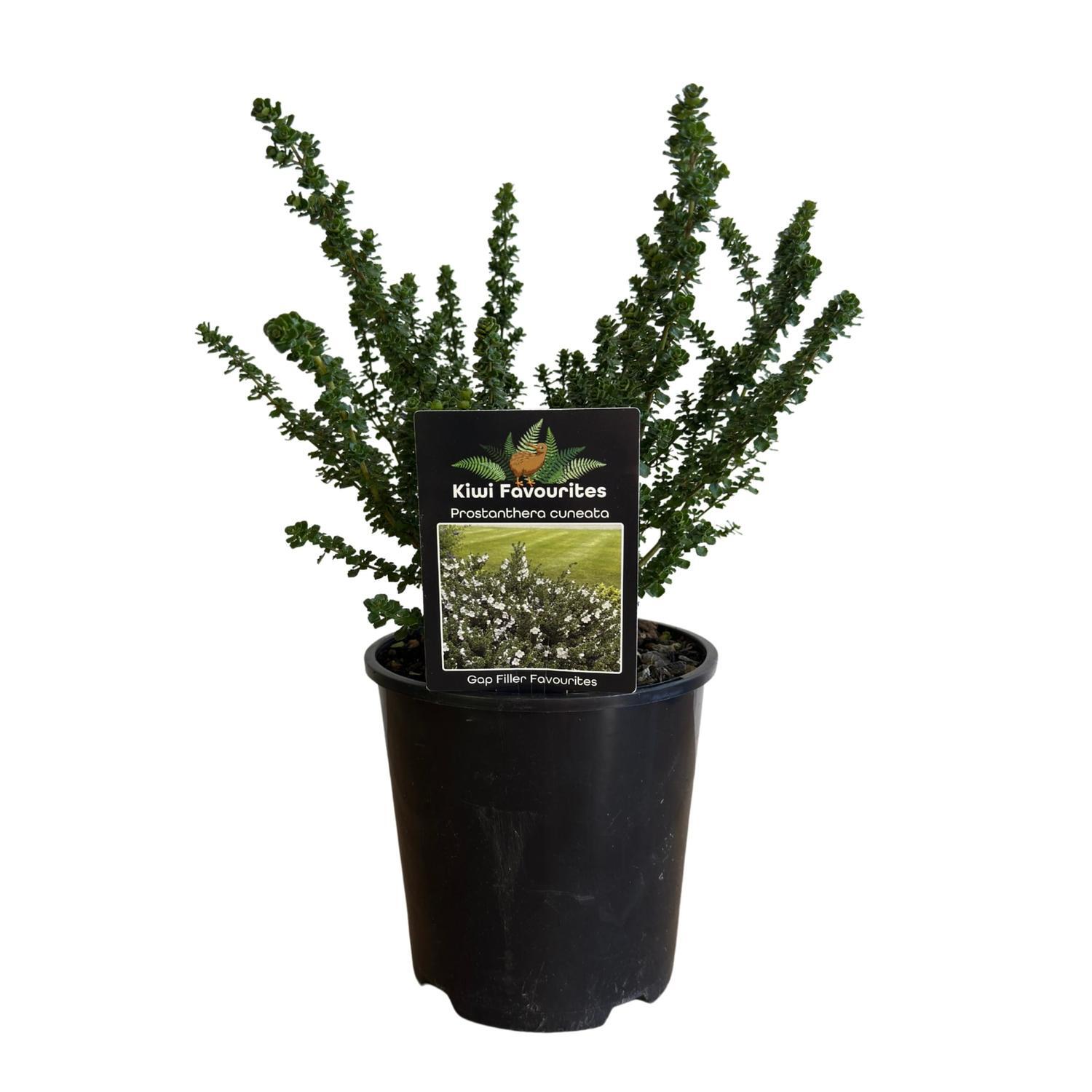Prostanthera Cuneata  15cm