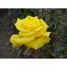 Rose Bush Friesia 4.7 litre