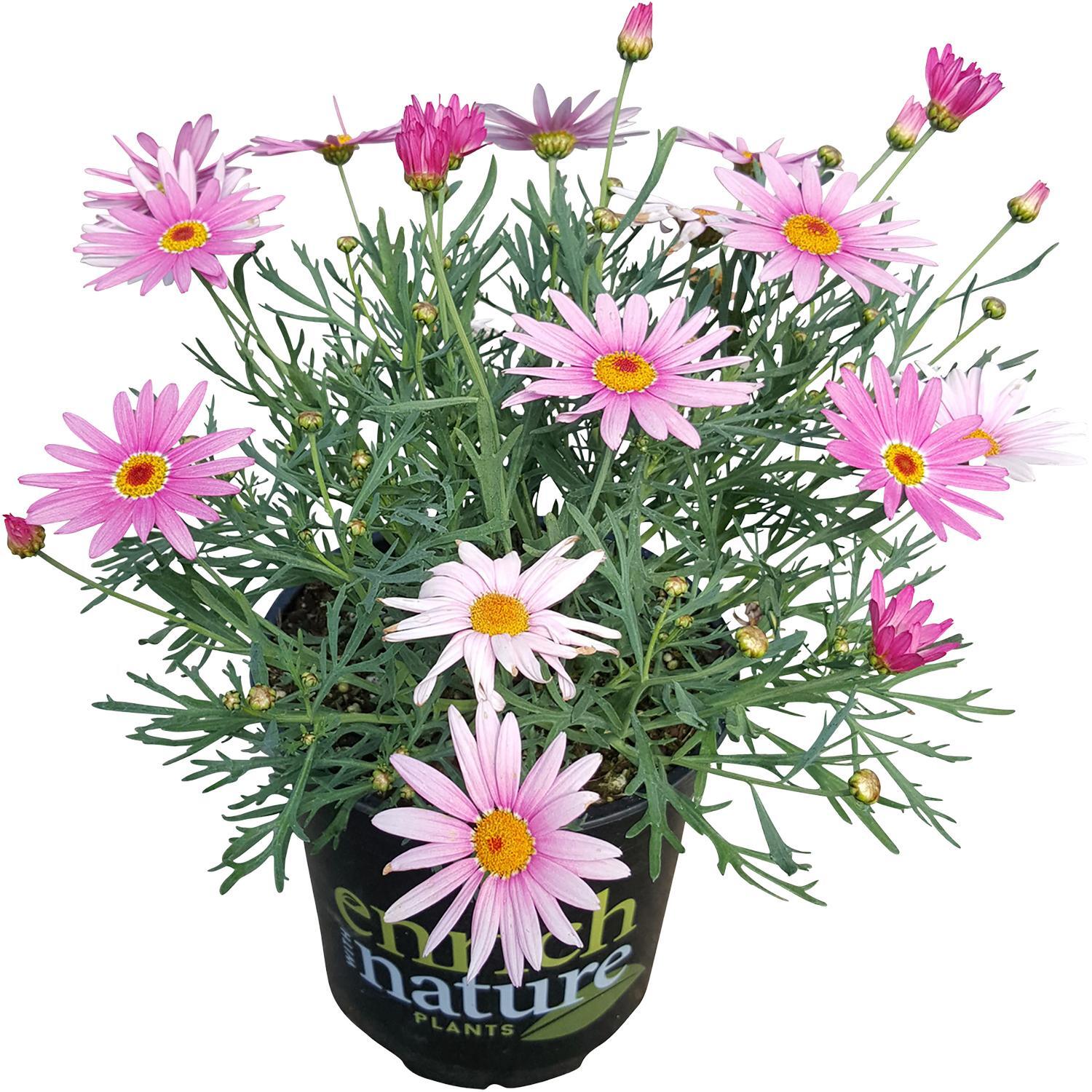 Argyranthemum Angelic