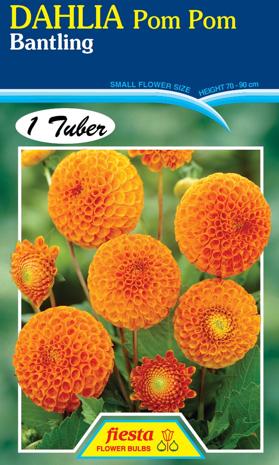 Dahlia Pom Pom Bantling 1 Pack