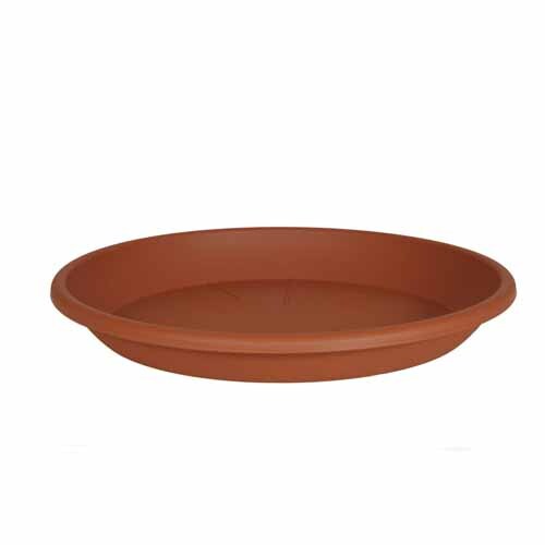 Medea Saucer