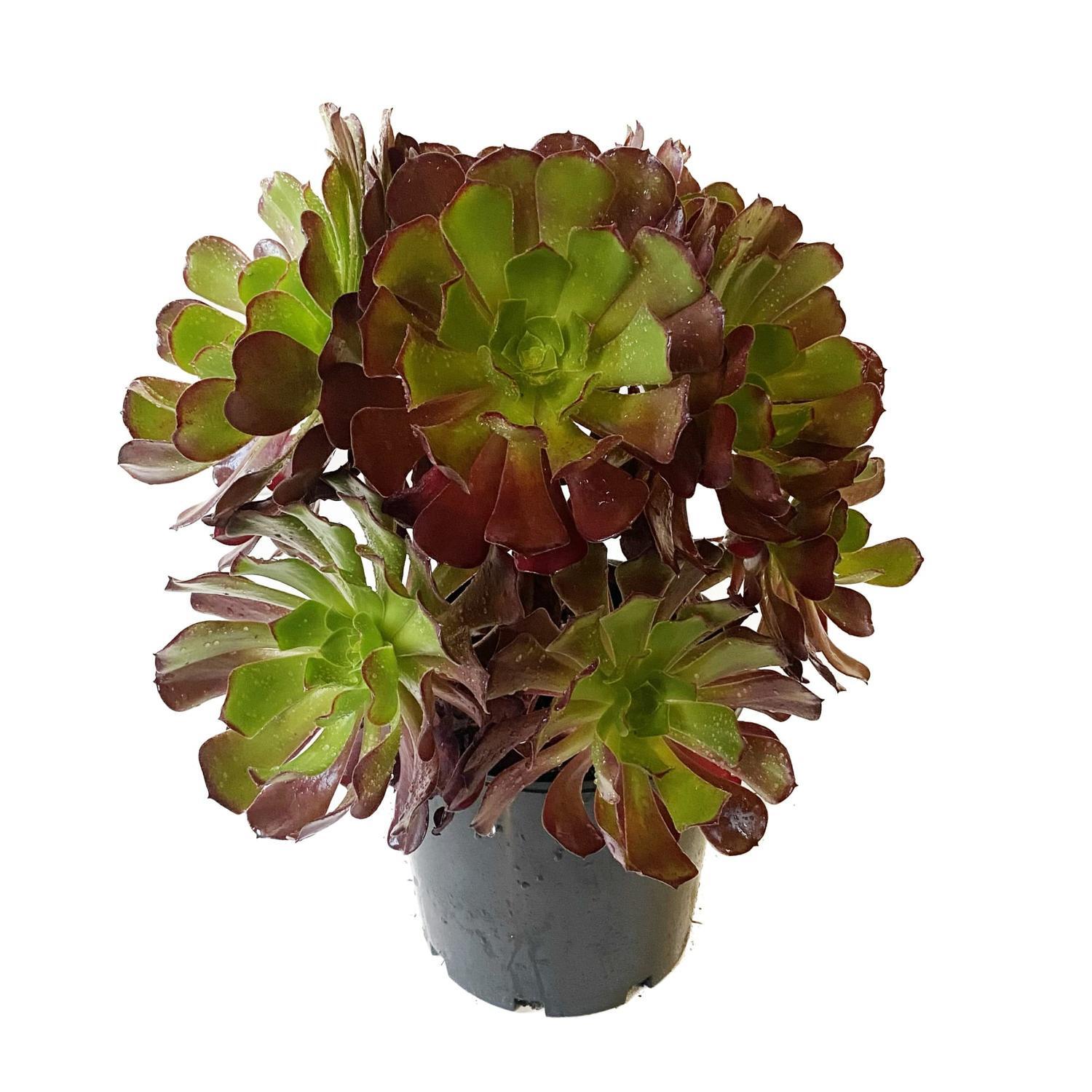 Aeonium Velour 20cm