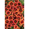 Calirachoa Tangerine Punch