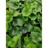 Ligularia 'Rukuhia Beauty'