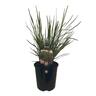 Lomandra Tanika 1.9 litre