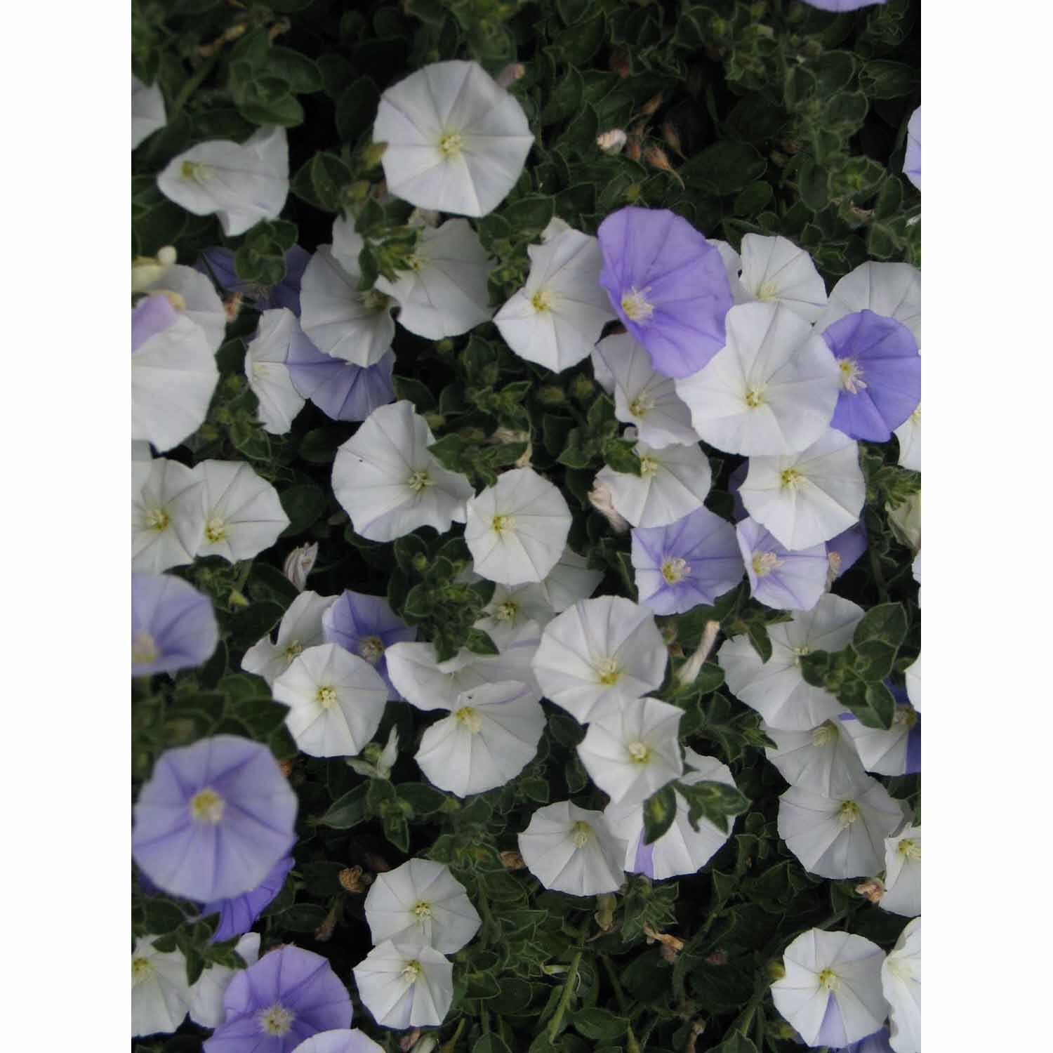 Convolvulus Two Moons