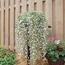 Dichondra Silver Falls