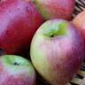Apple Semi-Dwarf 'Roy's Pearl' 4.7 litre