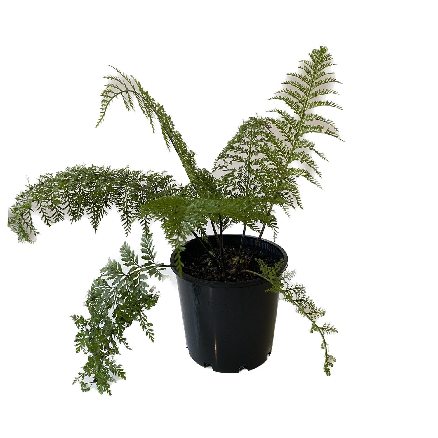 Asplenium Bulbiferum 20cm