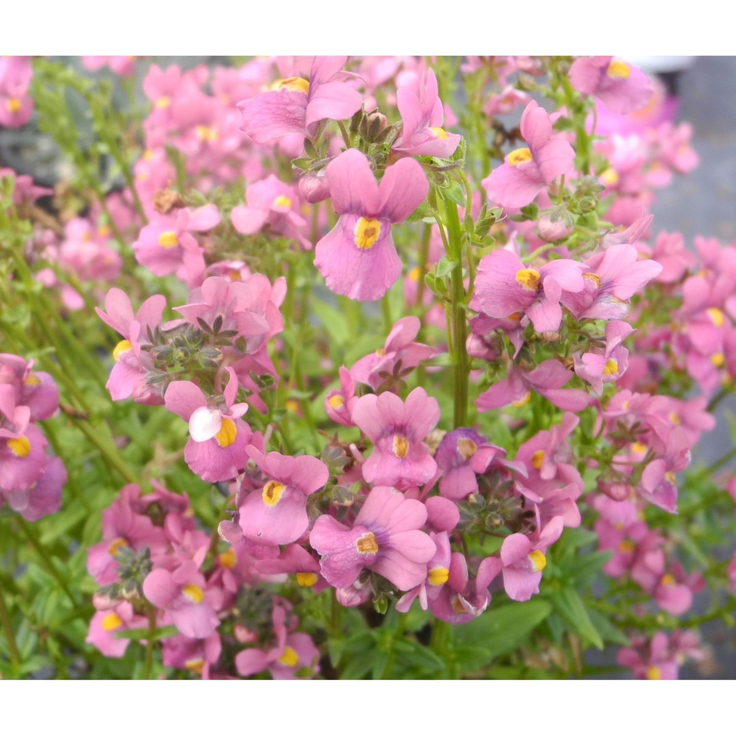 Nemesia Pink Blush