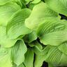 Hosta Sum & Substance