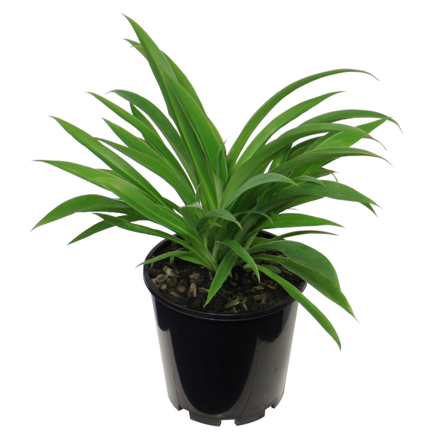 Arthropodium Te Puna 3.3L