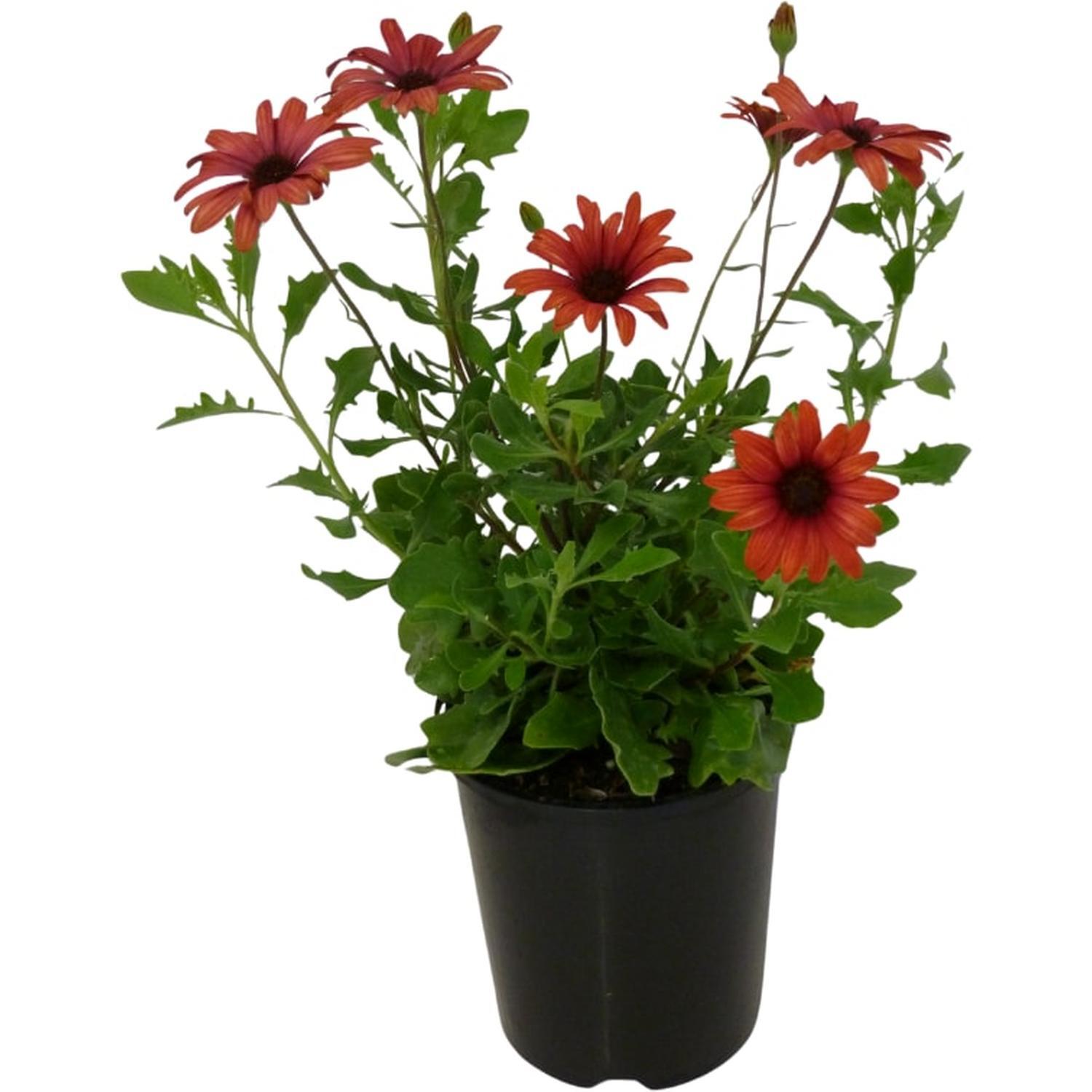 Cape Daisy Fire Burst