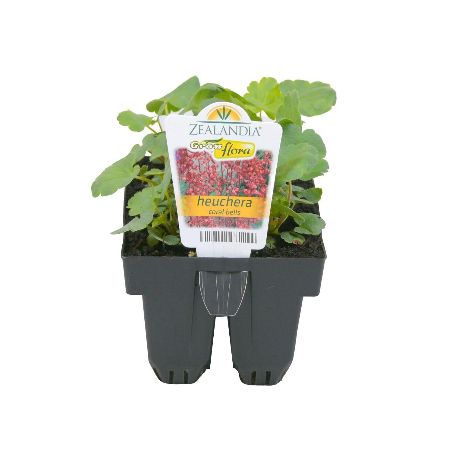 Heuchera Coral Bells